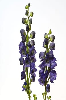Eisenhut  Aconitium  Napellus