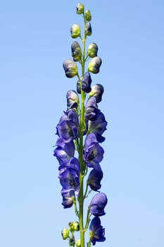 Eisenhut  Aconitium  Napellus