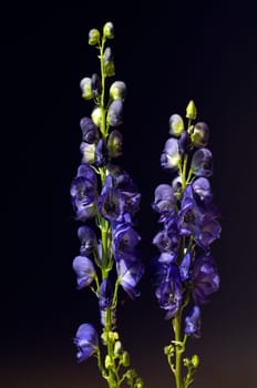 Eisenhut  Aconitium  Napellus