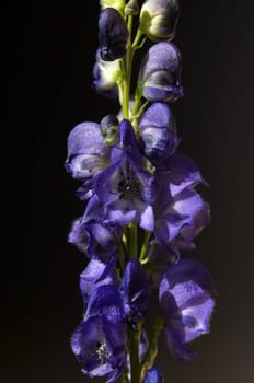 Eisenhut  Aconitium  Napellus