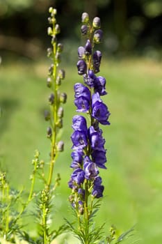 Eisenhut  Aconitium  Napellus