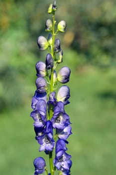 Eisenhut  Aconitium  Napellus