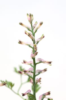 Erdrauch  Fumaria, Officinalis