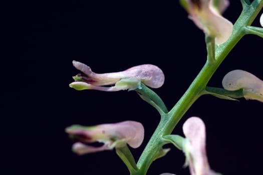 Erdrauch  Fumaria, Officinalis