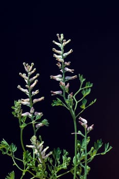 Erdrauch  Fumaria, Officinalis