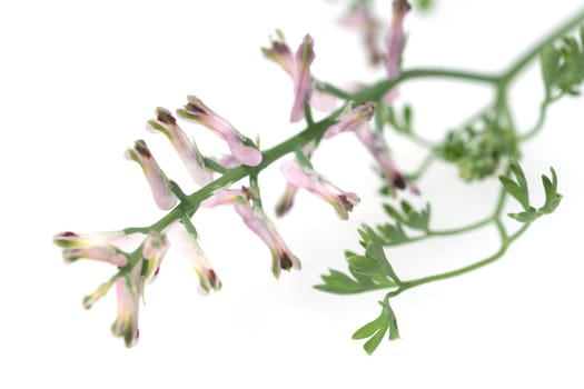 Erdrauch  Fumaria, Officinalis