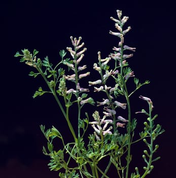 Erdrauch  Fumaria, Officinalis