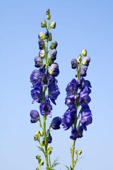 Eisenhut  Aconitium  Napellus
