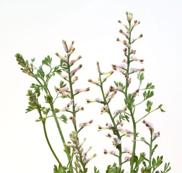 Erdrauch  Fumaria, Officinalis