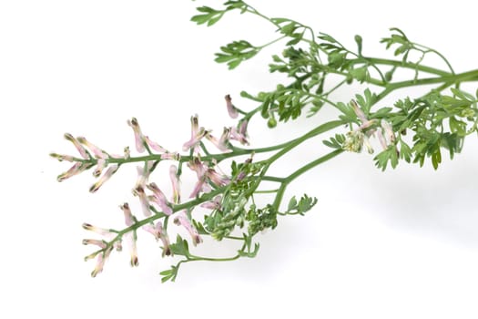 Erdrauch  Fumaria, Officinalis
