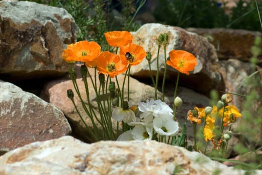 Islaendischer  Mohn  Papaver  nudicaule