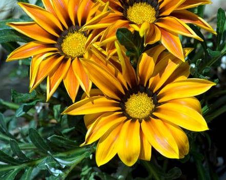Gazania   Gazania,hybrid   Splendens