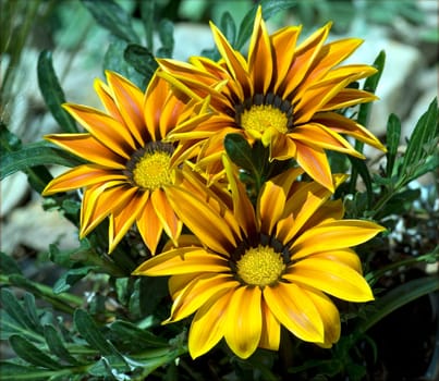 Gazania   Gazania,hybrid   Splendens