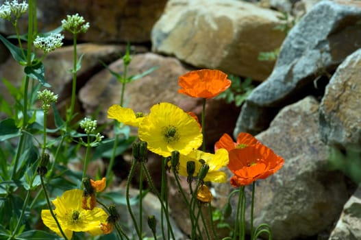 Islaendischer  Mohn  Papaver  nudicaule