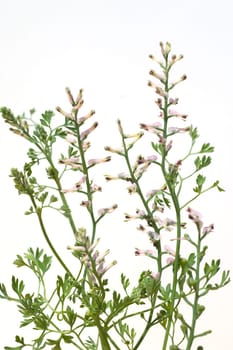 Erdrauch  Fumaria, Officinalis