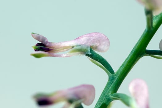 Erdrauch  Fumaria, Officinalis