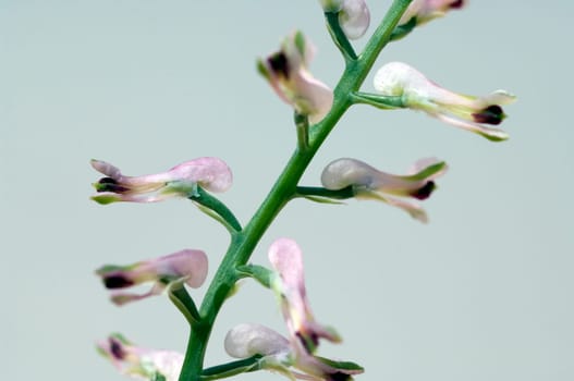 Erdrauch  Fumaria, Officinalis