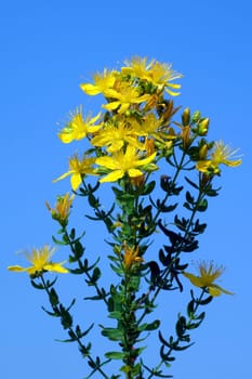 Johanniskraut, Hypericum, Perforatum, gelb