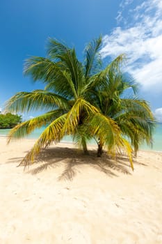 Beach on the tropical island. Clear blue water, sand and palms. Beautiful vacation spot.
