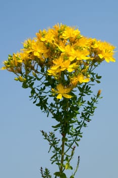 Johanniskraut, Hypericum, Perforatum, gelb