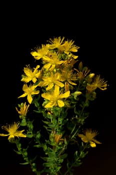 Johanniskraut, Hypericum, Perforatum, gelb