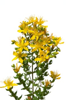 Johanniskraut, Hypericum, Perforatum, gelb