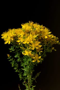 Johanniskraut, Hypericum, Perforatum, gelb