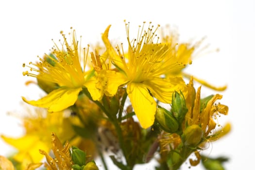 Johanniskraut, Hypericum, Perforatum, gelb