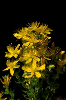 Johanniskraut, Hypericum, Perforatum, gelb
