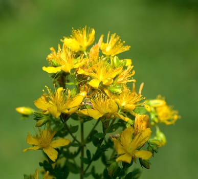 Johanniskraut, Hypericum, Perforatum, gelb