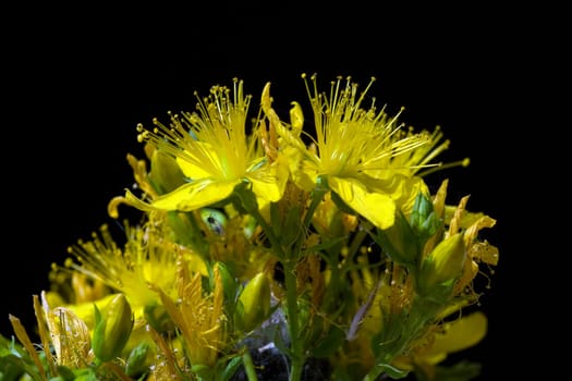 Johanniskraut, Hypericum, Perforatum, gelb