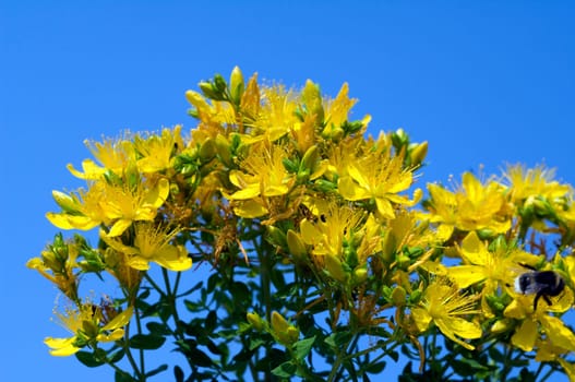 Johanniskraut, Hypericum, Perforatum, gelb
