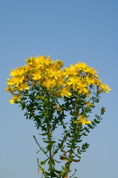 Johanniskraut, Hypericum, Perforatum, gelb