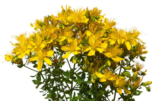 Johanniskraut, Hypericum, Perforatum, gelb