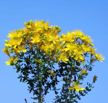 Johanniskraut, Hypericum, Perforatum, gelb