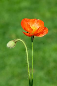 Klatschmohn  Papaver, rhoeas  Ackerpflanzen
