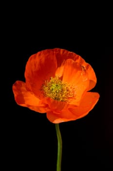Klatschmohn  Papaver, rhoeas  Ackerpflanzen