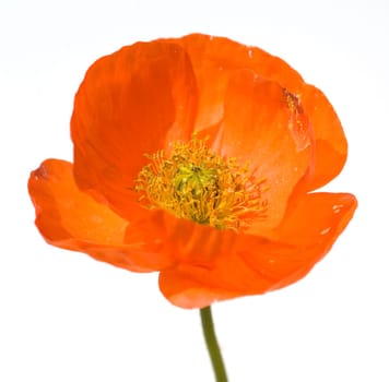 Klatschmohn  Papaver, rhoeas  Ackerpflanzen