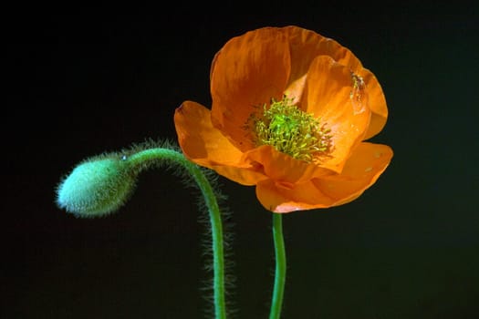 Klatschmohn  Papaver, rhoeas  Ackerpflanzen