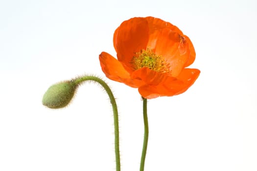 Klatschmohn  Papaver, rhoeas  Ackerpflanzen