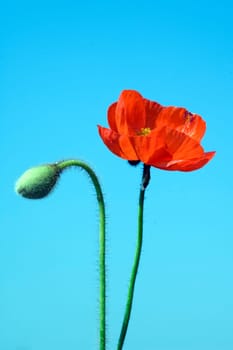 Klatschmohn  Papaver, rhoeas  Ackerpflanzen
