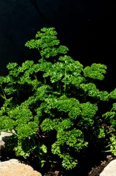Petersilie  Petroselinum  Crispum  Krause  Heilpflanze  Kraeuter  Kuechenkraeuter