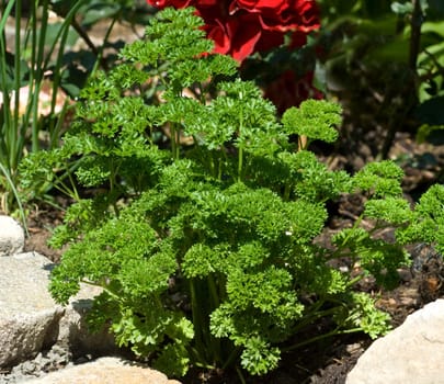 Petersilie  Petroselinum  Crispum  Krause  Heilpflanze  Kraeuter  Kuechenkraeuter