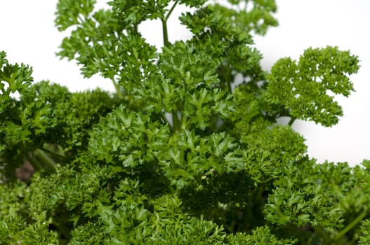 Petersilie  Petroselinum  Crispum  Krause  Heilpflanze  Kraeuter  Kuechenkraeuter