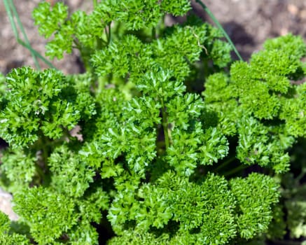 Petersilie  Petroselinum  Crispum  Krause  Heilpflanze  Kraeuter  Kuechenkraeuter