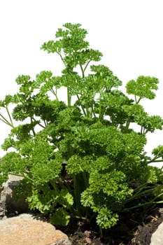 Petersilie  Petroselinum  Crispum  Krause  Heilpflanze  Kraeuter  Kuechenkraeuter