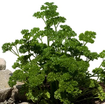 Petersilie  Petroselinum  Crispum  Krause  Heilpflanze  Kraeuter  Kuechenkraeuter