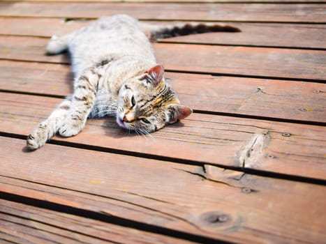 Tabby cat relaxing on a wood, whole body, bright colours