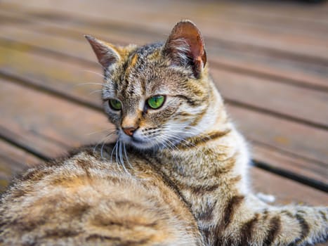 Cat lying on o wood watching brigh colours