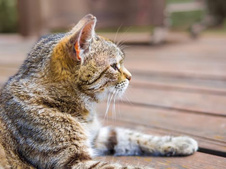 Cat lying profile on a wood bright colours